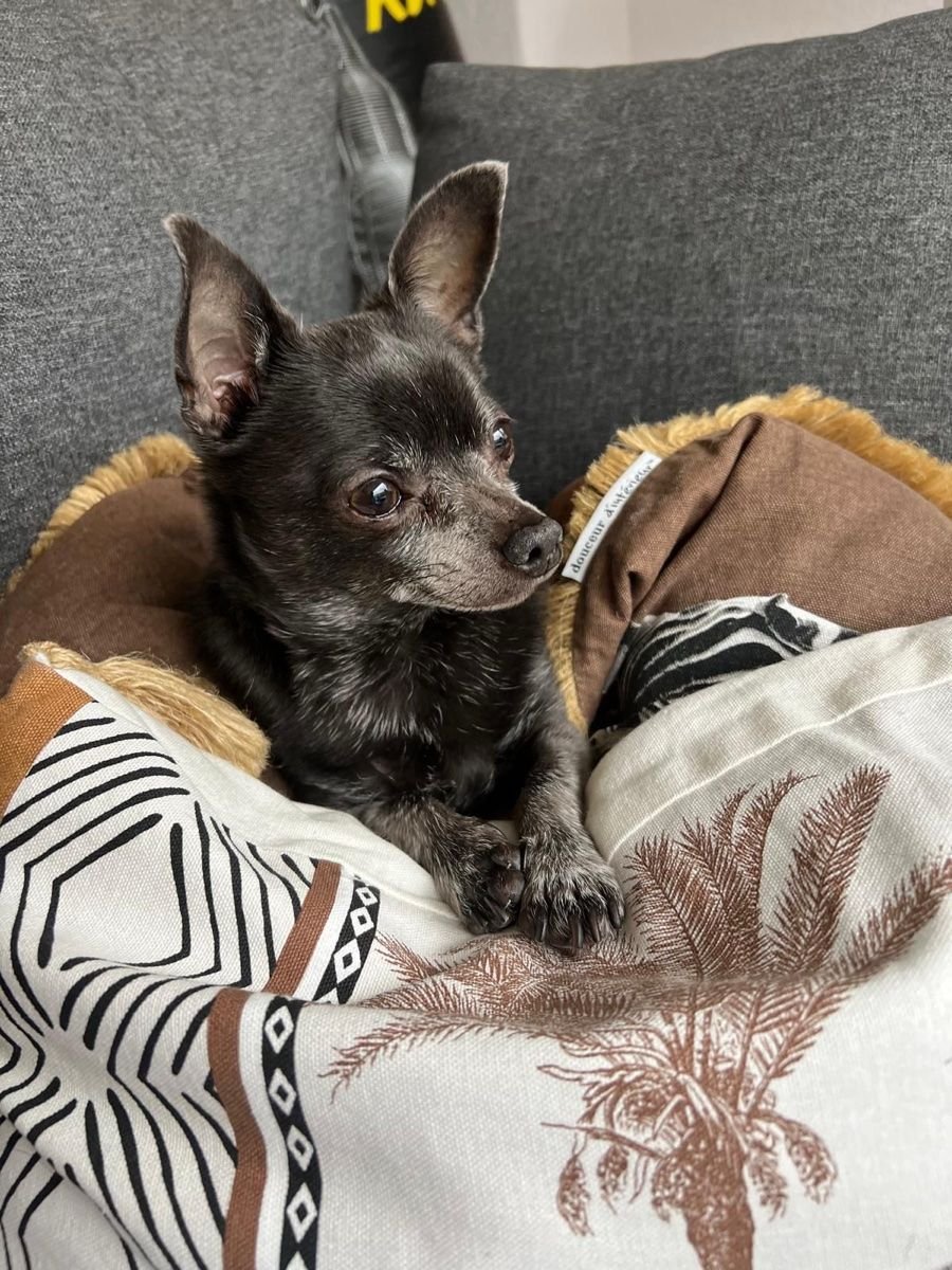 Django, Trauerbegleiter auf vier Pfoten